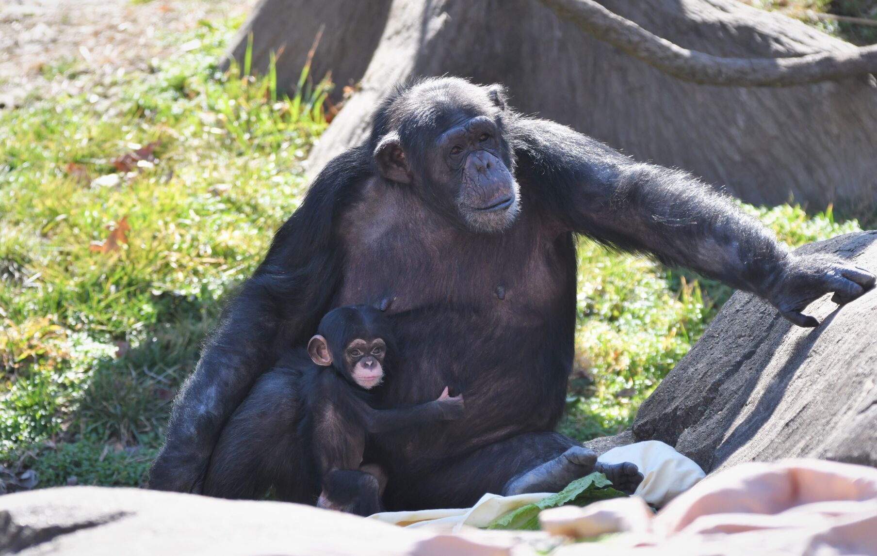 Saint Louis Zoo